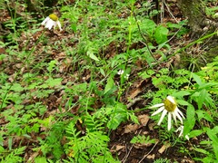 Tanacetum corymbosum