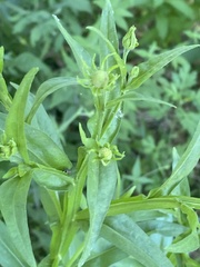 Helenium flexuosum