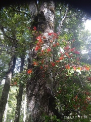 Peraxilla tetrapetala