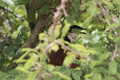 Centropus superciliosus burchellii