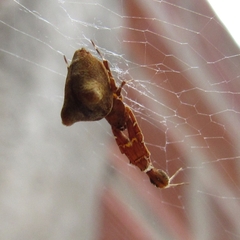 Uloborus plumipes