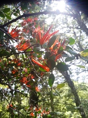 Peraxilla tetrapetala