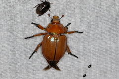 Anoplognathus viriditarsis