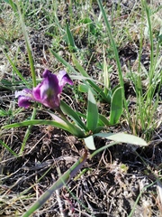 Iris pumila