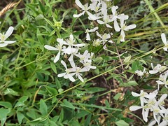 Clematis lathyrifolia