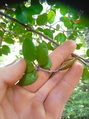 Peraxilla tetrapetala