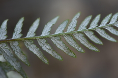 Pityrogramma calomelanos