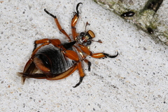 Anoplognathus viriditarsis