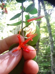 Peraxilla tetrapetala