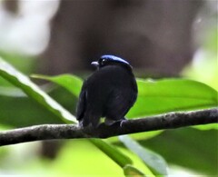 Lepidothrix velutina