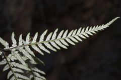 Pityrogramma calomelanos