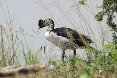 Sarkidiornis melanotos