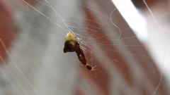 Uloborus plumipes