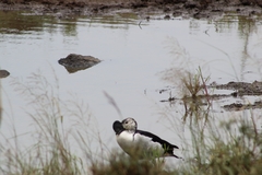 Sarkidiornis melanotos