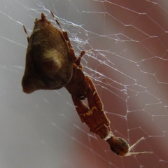 Uloborus plumipes