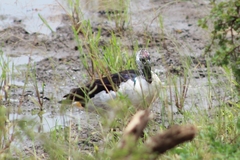 Sarkidiornis melanotos