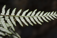 Pityrogramma calomelanos