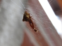 Uloborus plumipes