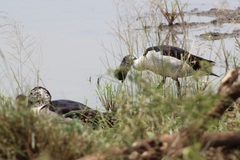 Sarkidiornis melanotos