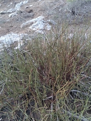 Ephedra californica