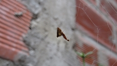 Uloborus plumipes
