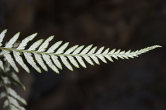 Pityrogramma calomelanos