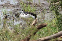 Sarkidiornis melanotos