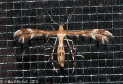 Dejongia lobidactylus