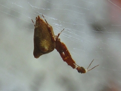 Uloborus plumipes