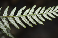 Pityrogramma calomelanos