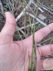 Ephedra californica