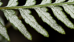 Pityrogramma calomelanos