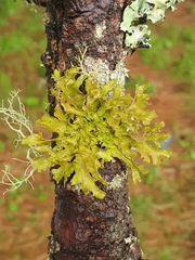 Tuckermanopsis chlorophylla