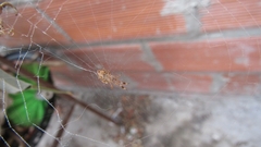 Uloborus plumipes