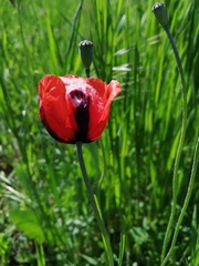 Papaver dubium stevenianum