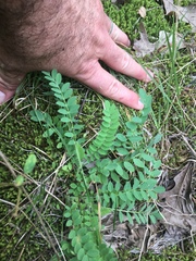 Astragalus tennesseensis