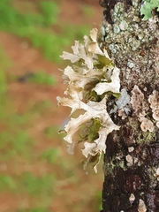 Tuckermanopsis chlorophylla