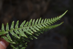 Pityrogramma calomelanos