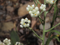Pseudognaphalium californicum