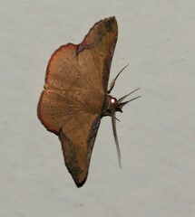 Cryptochrostis suppulchraria