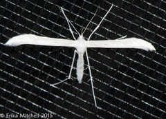 Hellinsia homodactylus