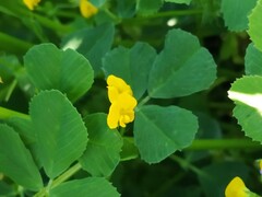 Medicago orbicularis