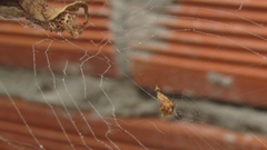 Uloborus plumipes