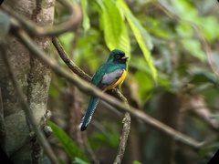Trogon rufus chrysochloros