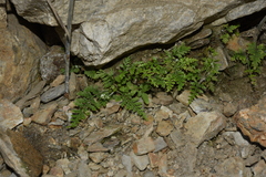 Pityrogramma calomelanos