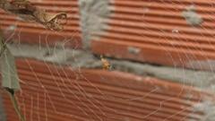 Uloborus plumipes