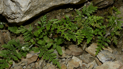 Pityrogramma calomelanos