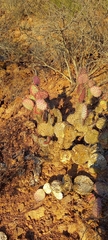 Opuntia gosseliniana