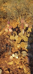 Opuntia gosseliniana