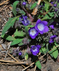 Phacelia davidsonii
